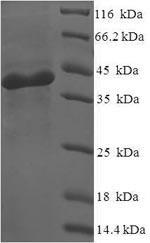 Greater than 90% as determined by SDS-PAGE.