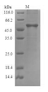 Greater than 90% as determined by SDS-PAGE.Recombinant Arabidopsis Thaliana Transcriptional Activator Demeter (DME) Protein (His-SUMO)