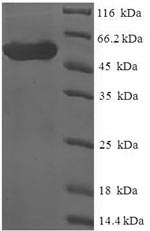 Greater than 90% as determined by SDS-PAGE.