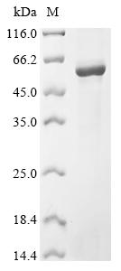 Greater than 85% as determined by SDS-PAGE.Recombinant Human Leukocyte Immunoglobulin-Like Receptor Subfamily B Member 2 (LILRB2) Protein (His&Myc)