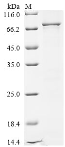 Greater than 85% as determined by SDS-PAGE.
