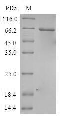 Greater than 90% as determined by SDS-PAGE.Recombinant Human Casein Kinase I Isoform Alpha-Like (CSNK1A1L) Protein (GST)