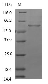 Greater than 90% as determined by SDS-PAGE.Recombinant Human Beta-1,3-N-Acetylglucosaminyltransferase Lunatic Fringe (LFNG) Protein (GST)