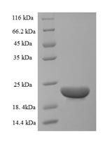 Greater than 90% as determined by SDS-PAGE.Recombinant Bovine C-C Motif Chemokine 20 (CCL20) Protein (His-SUMO)
