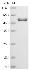 Greater than 90% as determined by SDS-PAGE.Recombinant Human Serine/Threonine-Protein Kinase Nek7 (NEK7) Protein (His-SUMO)