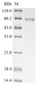 Greater than 85% as determined by SDS-PAGE.Recombinant Human Taste Receptor Type 1 Member 2 (TAS1R2) Protein (His&Myc)