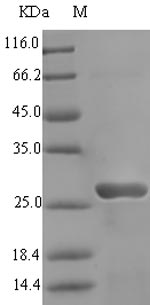 Greater than 90% as determined by SDS-PAGE.