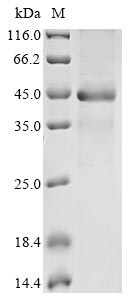 Greater than 85% as determined by SDS-PAGE.Recombinant Mouse Aldo-Keto Reductase Family 1 Member C13 (AKR1C13) Protein (His&Myc)