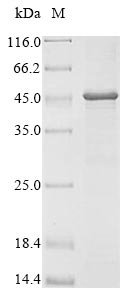 Greater than 85% as determined by SDS-PAGE.Recombinant Mouse Group Xv Phospholipase A2 (PLA2G15) Protein (His&Myc)