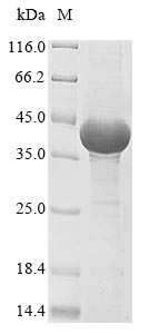 Greater than 85% as determined by SDS-PAGE.