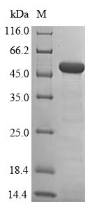 Greater than 85% as determined by SDS-PAGE.Recombinant Human Histone-Lysine N-Methyltransferase Setd7 (SETD7) Protein (His-SUMO&Myc)