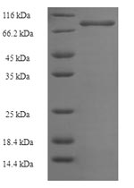 Greater than 90% as determined by SDS-PAGE.Recombinant Human Phosphoinositide 3-Kinase Regulatory Subunit 5 (PIK3R5) Protein (His-SUMO)