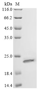 Greater than 90% as determined by SDS-PAGE.Recombinant E.Coli O157:H7 Trna-Specific Adenosine Deaminase (TADA) Protein (His)