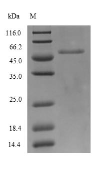 Greater than 90% as determined by SDS-PAGE.Recombinant Reston Ebolavirus Nucleoprotein (NP) Protein (His-SUMO)