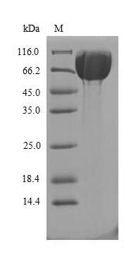 Greater than 85% as determined by SDS-PAGE.Recombinant Rat Cryptochrome-2 (CRY2) Protein (His-SUMO&Myc)