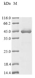 Greater than 85% as determined by SDS-PAGE.Recombinant Rhizobium Meliloti Probable Sulfoacetaldehyde Acetyltransferase (XSC) Protein (His&Myc)