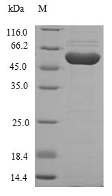 Greater than 85% as determined by SDS-PAGE.Recombinant Human Homogentisate 1,2-Dioxygenase (HGD) Protein (His)
