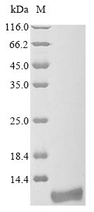Greater than 90% as determined by SDS-PAGE.