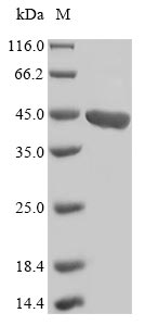 Greater than 85% as determined by SDS-PAGE.Recombinant Arabidopsis Thaliana Flavonol Synthase/Flavanone 3-Hydroxylase (FLS1) Protein (His&Myc)