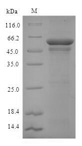 Greater than 90% as determined by SDS-PAGE.