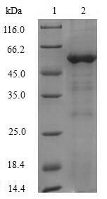 Greater than 90% as determined by SDS-PAGE.Recombinant Arabidopsis Thaliana Alcohol Dehydrogenase Class-3 (ADH2) Protein (His-SUMO)