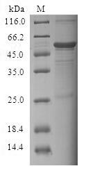 Greater than 90% as determined by SDS-PAGE.Recombinant Human Cell Death Activator Cide-3 (CIDEC) Protein (GST)