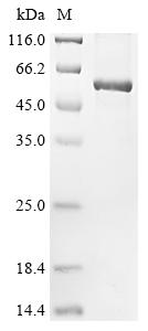 Greater than 90% as determined by SDS-PAGE.Recombinant Human E3 Ubiquitin-Protein Ligase Zfp91 (ZFP91) Protein (His-B2M)