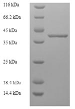 Greater than 90% as determined by SDS-PAGE.