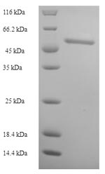 Greater than 90% as determined by SDS-PAGE.