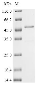 Greater than 85% as determined by SDS-PAGE.