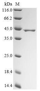Greater than 90% as determined by SDS-PAGE.Recombinant Blomia Tropicalis Paramyosin Protein (His&Myc)