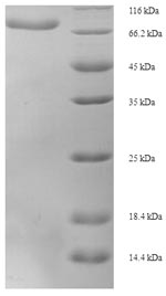 Greater than 90% as determined by SDS-PAGE.Recombinant Human D-2-Hydroxyglutarate Dehydrogenase, Mitochondrial (D2HGDH) Protein (His-SUMO)