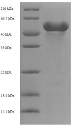 Greater than 90% as determined by SDS-PAGE.