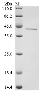 Greater than 85% as determined by SDS-PAGE.
