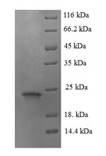 Greater than 90% as determined by SDS-PAGE.Recombinant Mouse Angiopoietin-Like Protein 8 (ANGPTL8) Protein (His)