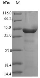 Greater than 90% as determined by SDS-PAGE.Recombinant Human Cytoplasmic Dynein 2 Light Intermediate Chain 1 (DYNC2LI1) Protein (His&Myc)