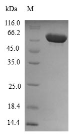 Greater than 90% as determined by SDS-PAGE.Recombinant Human Cytoplasmic Dynein 2 Light Intermediate Chain 1 (DYNC2LI1) Protein (GST)