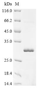 Greater than 90% as determined by SDS-PAGE.Recombinant Monkeypox Virus Cu-Zn Superoxide Dismutase-Like Protein (A46R) Protein (His-SUMO)