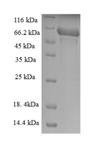 Greater than 90% as determined by SDS-PAGE.Recombinant Mouse Transmembrane Protease Serine 4 (TMPRSS4) Protein (His-SUMO)