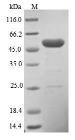 Greater than 85% as determined by SDS-PAGE.Recombinant Human Pleckstrin Homology-Like Domain Family A Member 1 (PHLDA1) Protein (His)