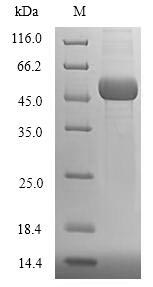 Greater than 90% as determined by SDS-PAGE.