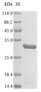 Greater than 85% as determined by SDS-PAGE.