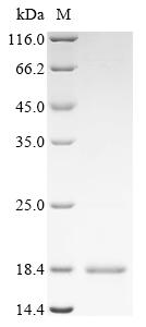 Greater than 90% as determined by SDS-PAGE.Recombinant Pseudonaja Textilis Textilis Kunitz-Type Serine Protease Inhibitor Textilinin-1 (TXLN-1) Protein (His&Myc)