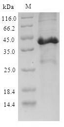 Greater than 90% as determined by SDS-PAGE.Recombinant Mouse Secretoglobin Family 3A Member 2 (SCGB3A2) Protein (His-GST)