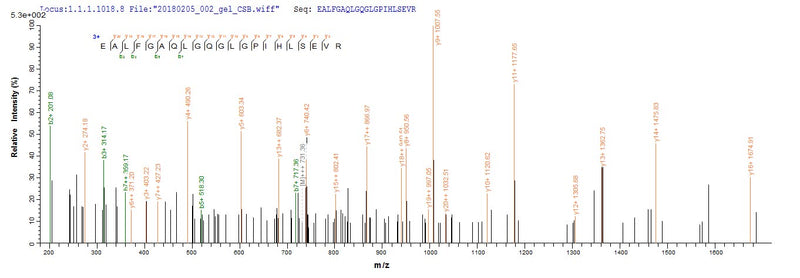 Based on the SEQUEST from database of E.coli host and target protein, the LC-MS/MS Analysis result of this product could indicate that this peptide derived from E.coli-expressed Mus musculus (Mouse) Loxl4.Recombinant Mouse Lysyl Oxidase Homolog 4 (LOXL4) Protein (His)