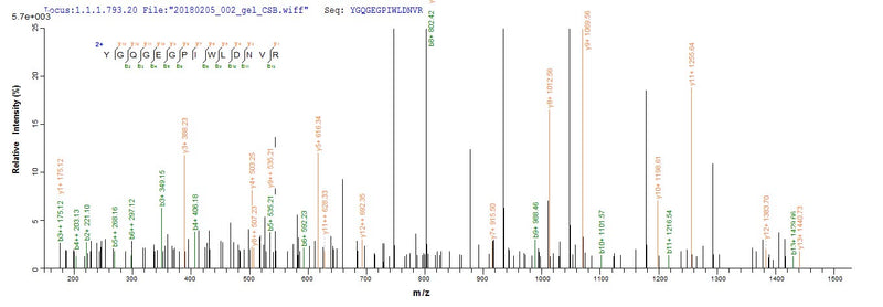 Based on the SEQUEST from database of E.coli host and target protein, the LC-MS/MS Analysis result of this product could indicate that this peptide derived from E.coli-expressed Mus musculus (Mouse) Loxl4.Recombinant Mouse Lysyl Oxidase Homolog 4 (LOXL4) Protein (His)