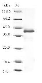 Greater than 90% as determined by SDS-PAGE.Recombinant Human Thyroid Hormone-Inducible Hepatic Protein (THRSP) Protein (GST)