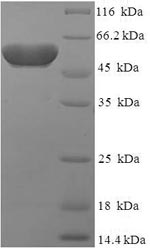 Greater than 90% as determined by SDS-PAGE.