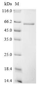 Greater than 90% as determined by SDS-PAGE.