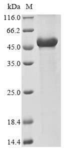 Greater than 85% as determined by SDS-PAGE.Recombinant Human Cugbp Elav-Like Family Member 1 (CELF1)